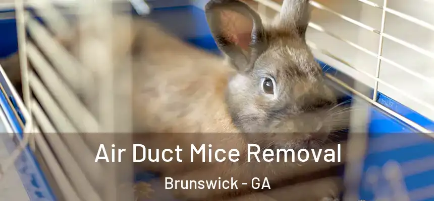  Air Duct Mice Removal Brunswick - GA
